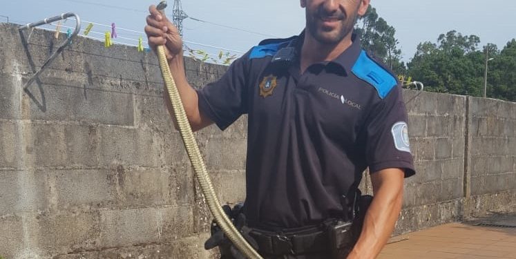 Capturan dos serpientes en dos casas de Vigo, una de ellas de más de un metro de longitud