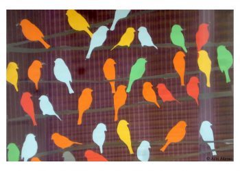 El color de los pájaros