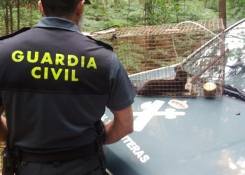 Capturan un visón americano en Gondomar
