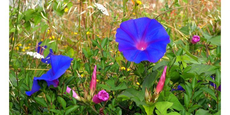 Violetas para Cecilia