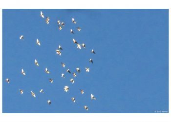 Cambio a la ultraderecha en el Partido Popular