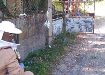 Fallece un hombre en O Porriño por la picadura de una avispa asiática