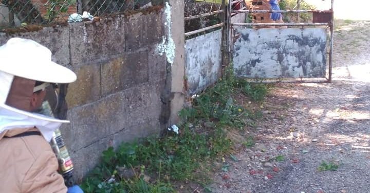 Fallece un hombre en O Porriño por la picadura de una avispa asiática
