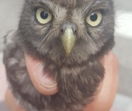 Capturan un ejemplar de búho en las proximidades de Balaídos