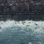 NP 07072018 Mis de 50 nadadores participaron na XXIII Travesa a nado do Porto da Guarda 5
