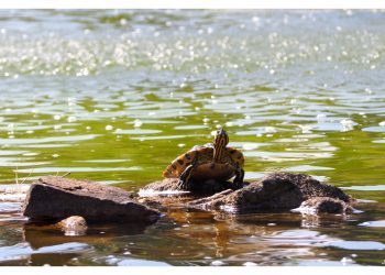 La tortuga del castillo