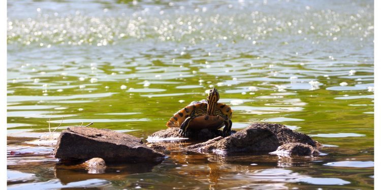 La tortuga del castillo