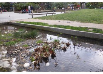 Ya brotan los papiros