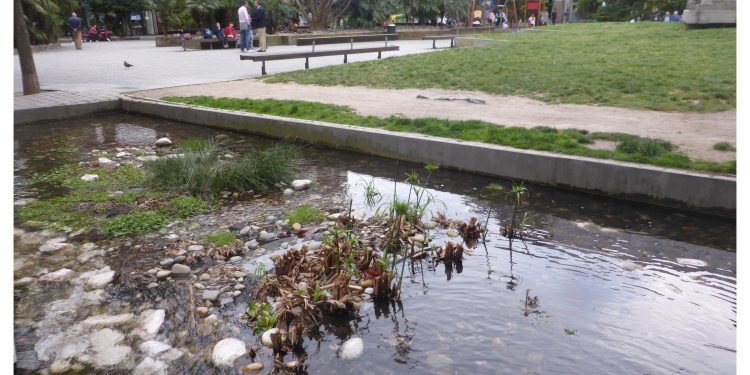 Ya brotan los papiros