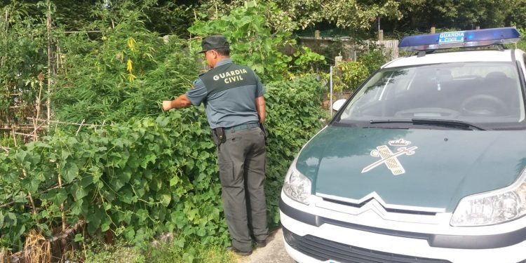 La Guardia Civil se incauta de varias plantas de marihuana en Gondomar
