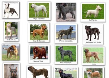 Denuncian a un vecino de Moaña por la tenencia ilegal de un perro potencialmente peligroso