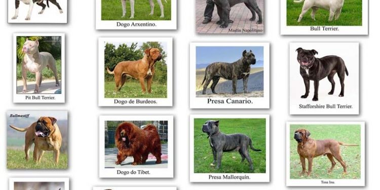 Denuncian a un vecino de Moaña por la tenencia ilegal de un perro potencialmente peligroso