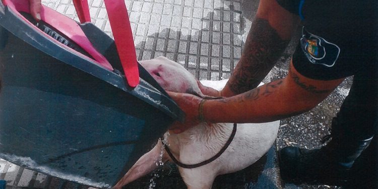 Rescatado en Vigo un perro encerrado en un coche a 34 grados