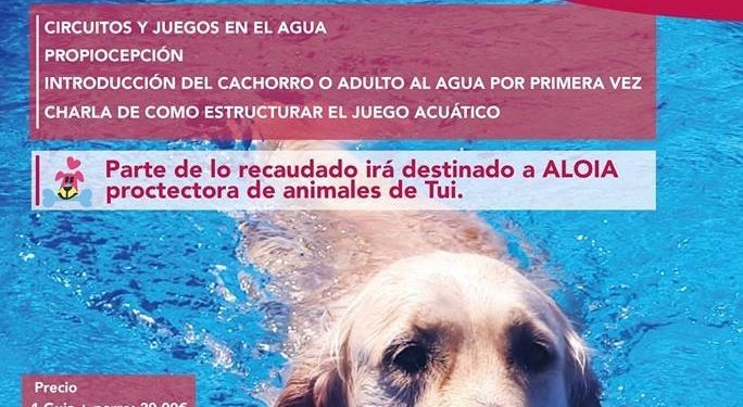 Una tarde para aprender a jugar en el agua con tu perro