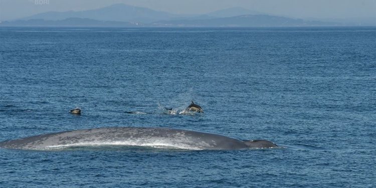 Una ballena y un grupo de delfines se divierten frente a las costas gallegas