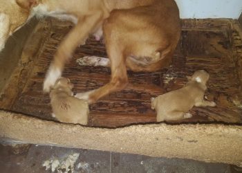 Muere un cachorro en Vigo y otros dos son rescatados tras ser tirados a la basura