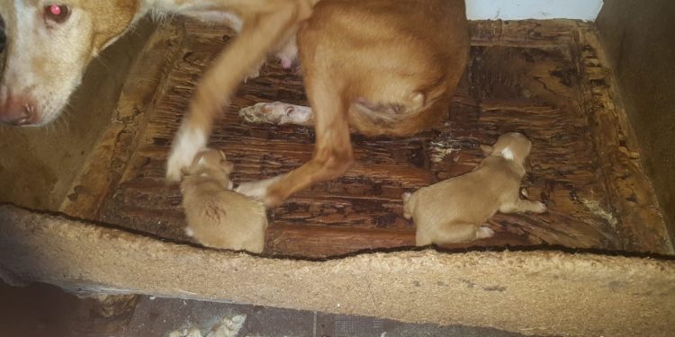 Muere un cachorro en Vigo y otros dos son rescatados tras ser tirados a la basura