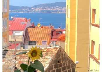 El girasol solitario