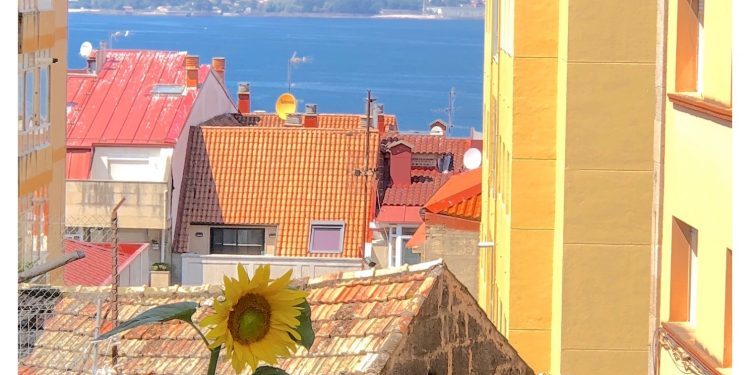El girasol solitario