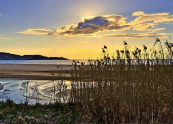Premios de fotografía contra as especies invasoras en Nigrán