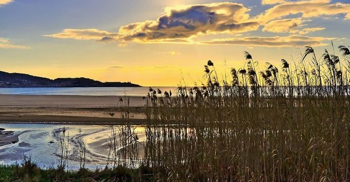 Premios de fotografía contra as especies invasoras en Nigrán