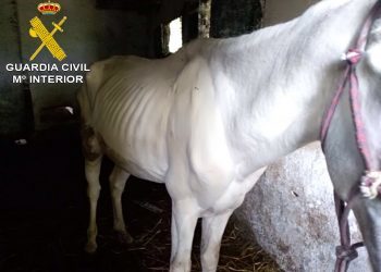 20180925 MALTRATOANIMAL1