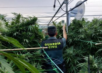 La Guardia Civil se incauta de una importante plantación de marihuana en Vincios