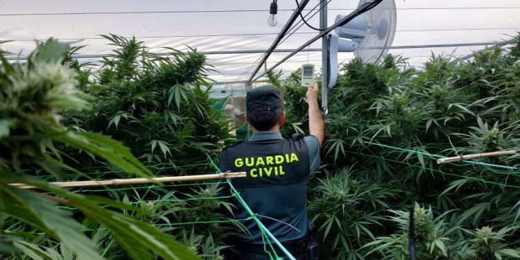 La Guardia Civil se incauta de una importante plantación de marihuana en Vincios