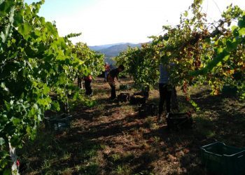 Visitas guiadas para coñecer o proceso da vendima a través do turismo sustentable