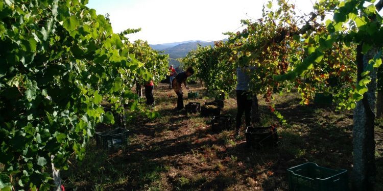 Visitas guiadas para coñecer o proceso da vendima a través do turismo sustentable