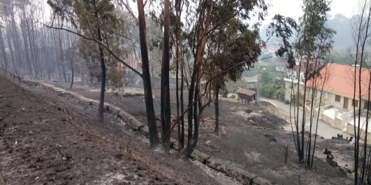 Una marca de moda sostenible plantará un árbol en As Neves por cada reloj que venda