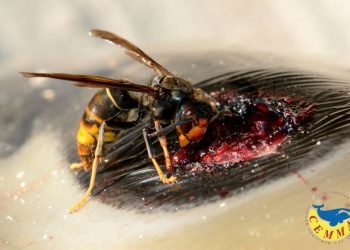 A la avispa asiática también le valen los delfines de la ría de Vigo