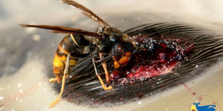 A la avispa asiática también le valen los delfines de la ría de Vigo