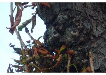 Un árbol monstruoso