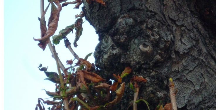 Un árbol monstruoso
