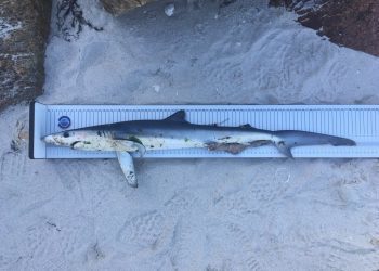 Hallan muerto a un tiburón azul avistado en la playa viguesa de O Vao