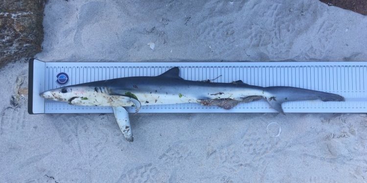 Hallan muerto a un tiburón azul avistado en la playa viguesa de O Vao
