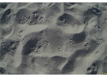 Pisadas de gaviotas