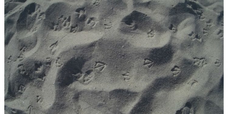 Pisadas de gaviotas