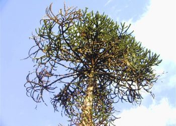 O Castelo de Soutomaior quere ter a mellor árbore de Europa