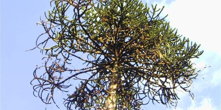 O Castelo de Soutomaior quere ter a mellor árbore de Europa