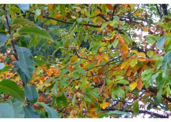 La Guardia Civil del siglo XXI