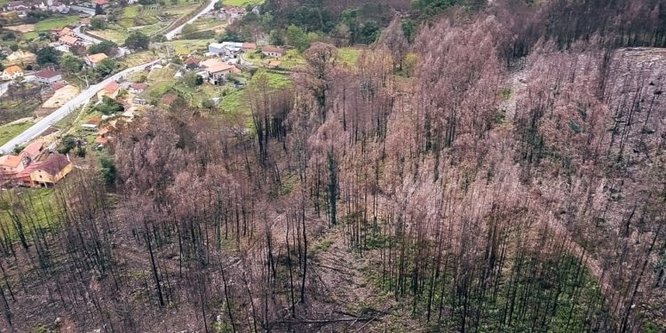 As Neves, zona cero do 15-O, conmemorará o primeiro aniversario plantando árbores