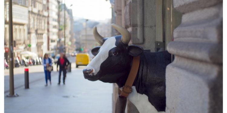 La vaca de Porta do Sol