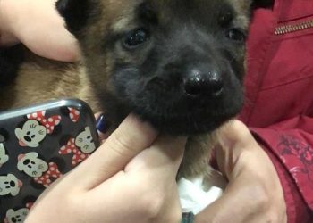 Piden ayuda urgente para salvar la vida a una perra rescatada de un contenedor de Redondela