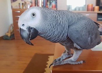 Piden la colaboración ciudadana para encontrar un loro yaco desaparecido en Baiona