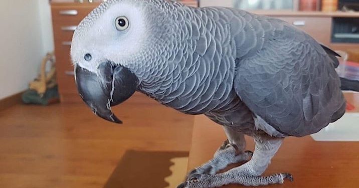 Piden la colaboración ciudadana para encontrar un loro yaco desaparecido en Baiona