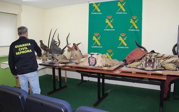 Investigan a un vecino de Vigo por tener animales disecados sin permisos