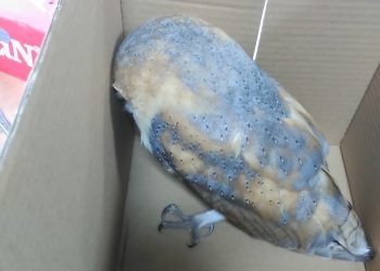 La policía rescata una lechuza y cinco conejos enfermos en Vigo