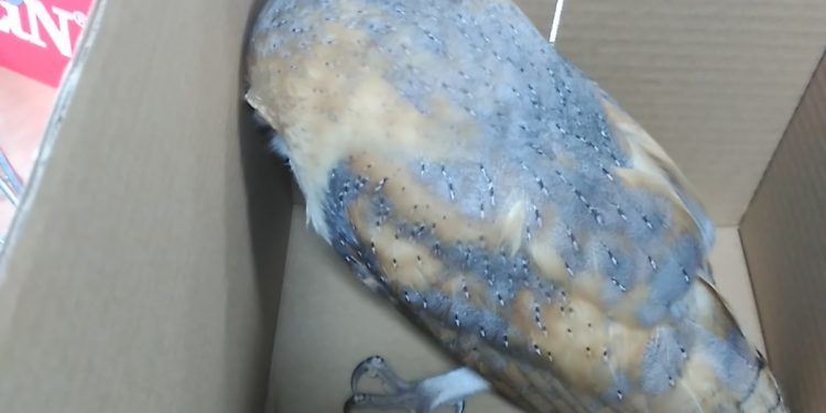 La policía rescata una lechuza y cinco conejos enfermos en Vigo